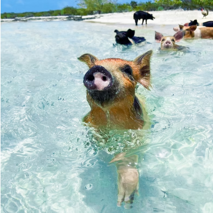 Swimming Pigs Exuma